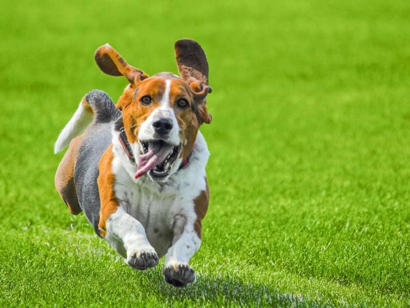 Basset Hound charakter Basset Hound charakter