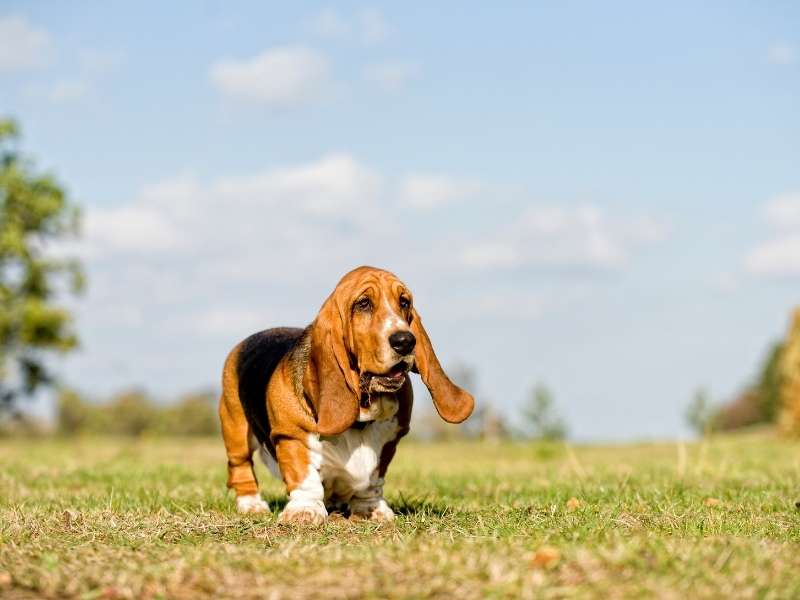 Basset Hound größe Basset Hound größe