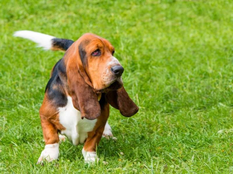 Basset Hound größe Basset Hound größe