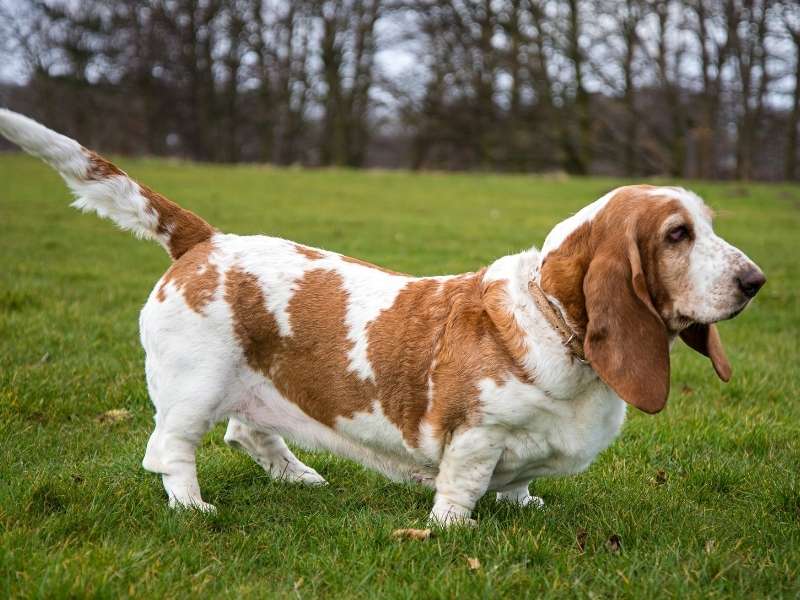 Basset Hound kaufen Basset Hound kaufen