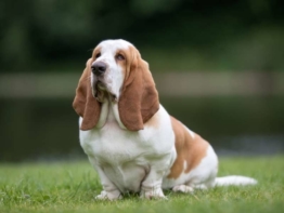 Basset Hound welpen