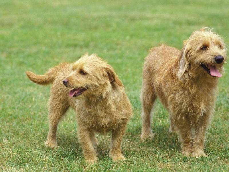 Basset fauve de Bretagne charakter Basset fauve de Bretagne charakter