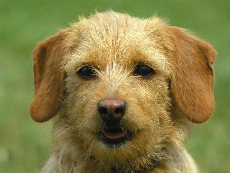 Basset fauve de Bretagne erziehung Basset fauve de Bretagne erziehung