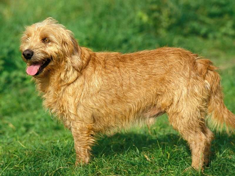 Basset fauve de Bretagne kaufen Basset fauve de Bretagne kaufen