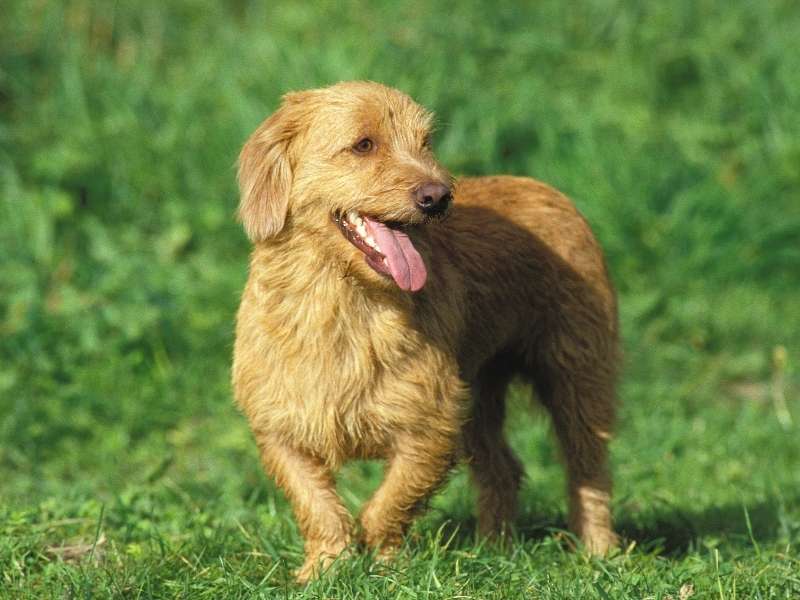 Basset fauve de Bretagne welpen Basset fauve de Bretagne welpen