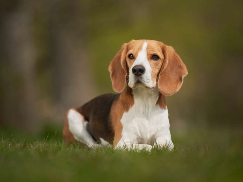 Englische Hunderassen Beagle größe