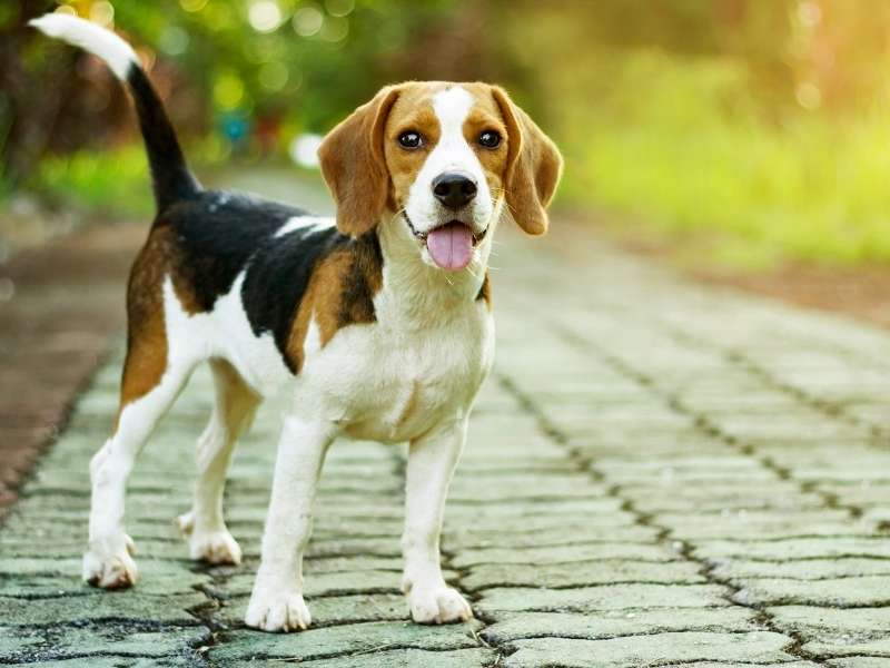 Beagle kaufen