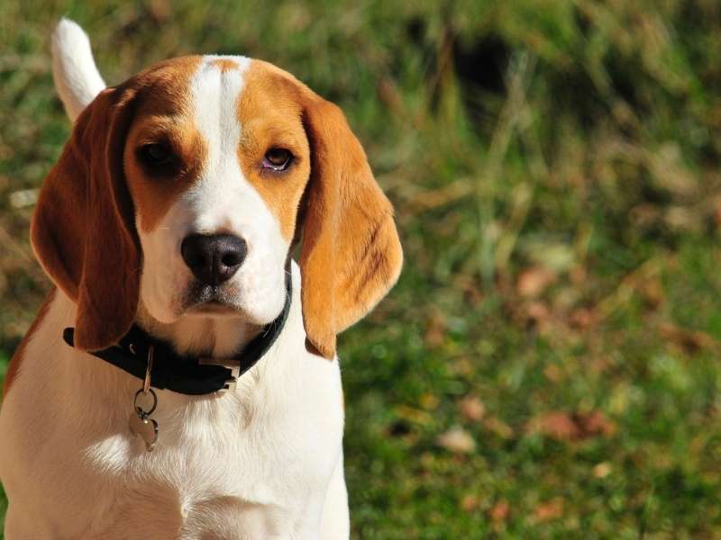 Beagle welpen