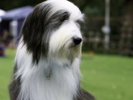 Bearded Collie 2