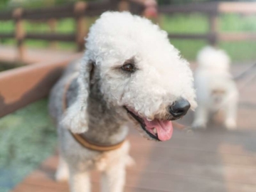 Bedlington Terrier charakter