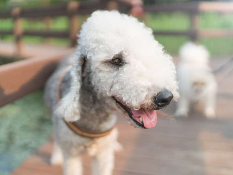 Bedlington Terrier 19 Bedlington Terrier Charakter