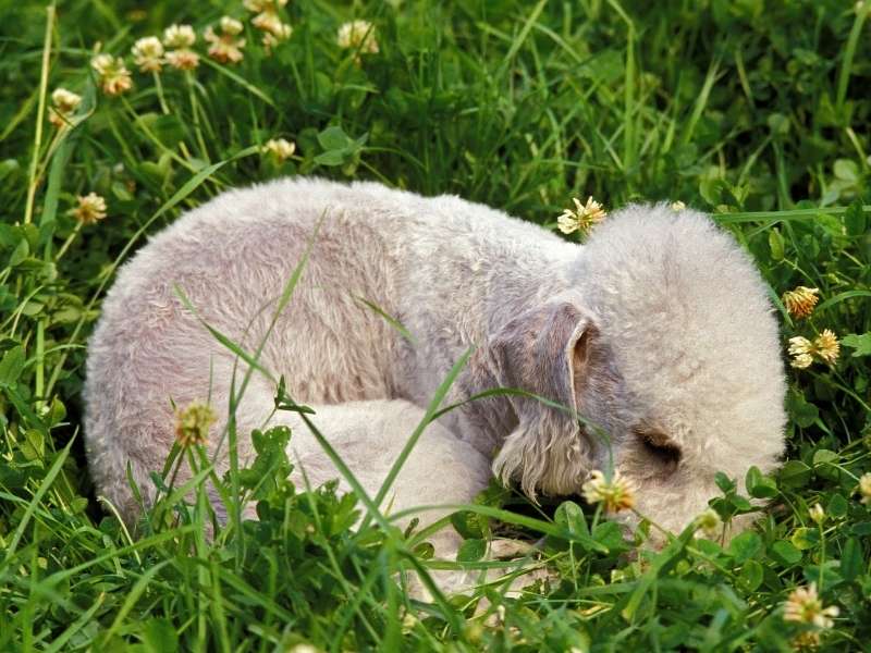 Bedlington Terrier 21 Bedlington Terrier erziehung