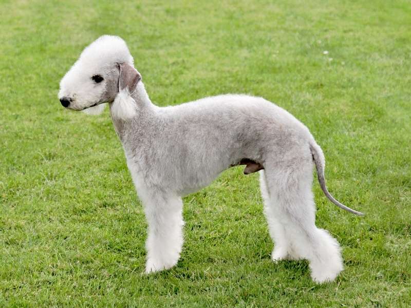 Bedlington Terrier 20 Bedlington Terrier größe