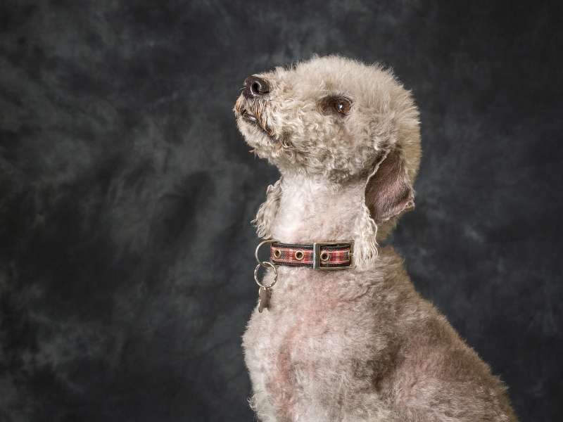 Bedlington Terrier 22 Bedlington Terrier welpen