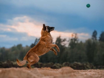 Belgischer Schäferhund erziehung