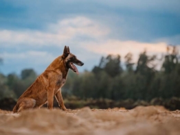 Belgischer Schäferhund kaufen
