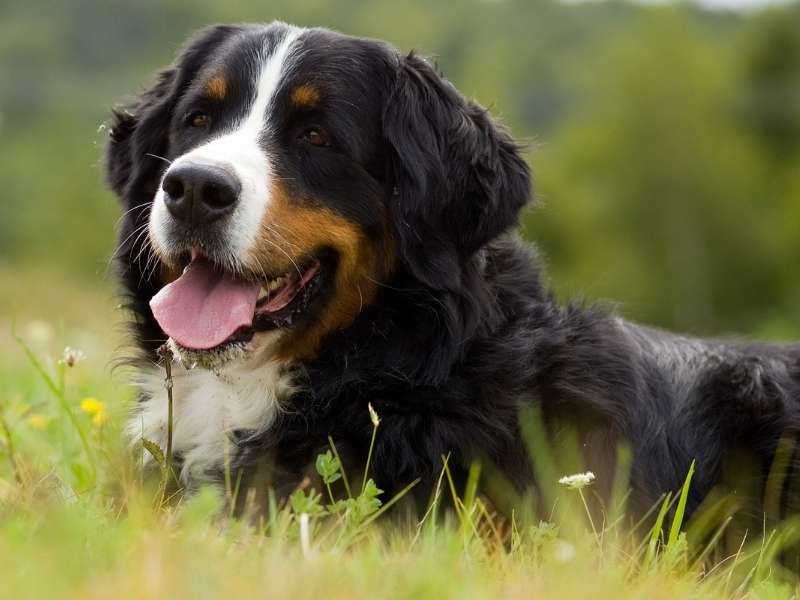 Berner Sennenhund charakter Berner Sennenhund charakter