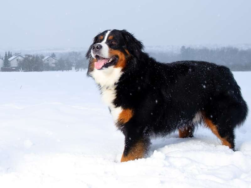 Berner Sennenhund erziehung Berner Sennenhund erziehung