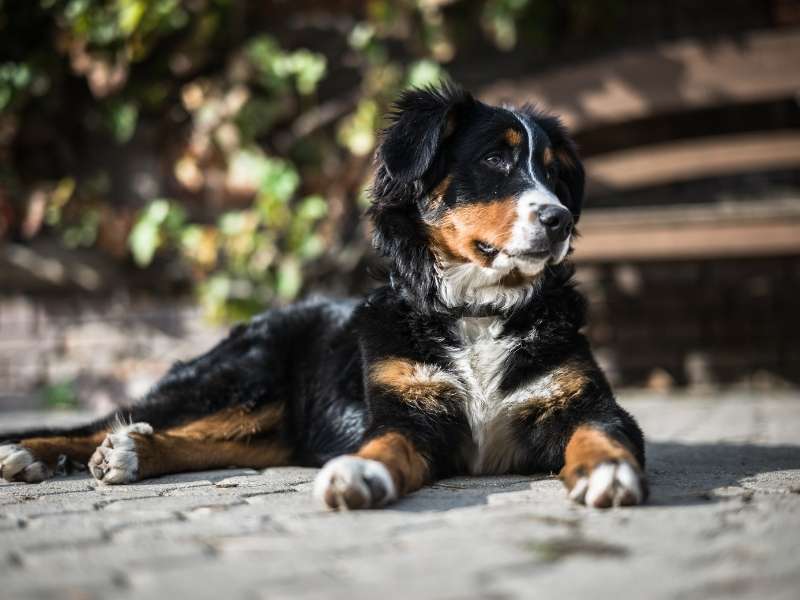 Berner Sennenhund größe Berner Sennenhund größe