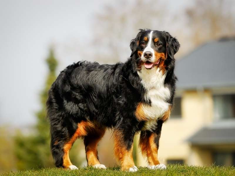 Berner Sennenhund kaufen Berner Sennenhund kaufen