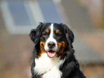 Berner Sennenhund welpen