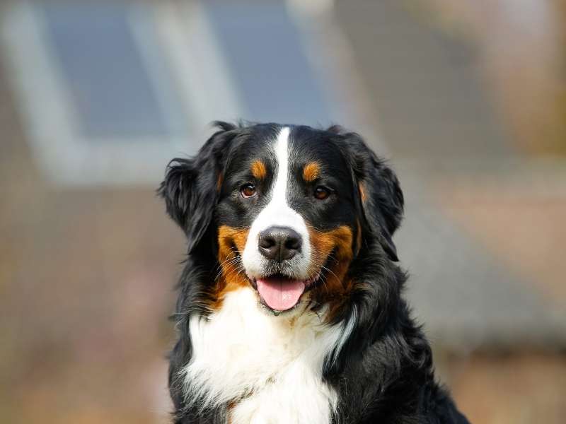 Berner Sennenhund welpen Berner Sennenhund welpen