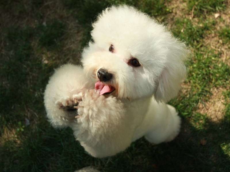 Bichon à poil Frisé erziehung Bichon à poil Frisé erziehung