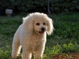Bichon à poil Frisé kaufen