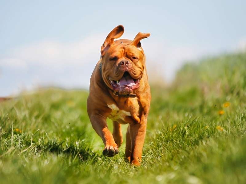 Bordeauxdogge 19 Bordeauxdogge charakter