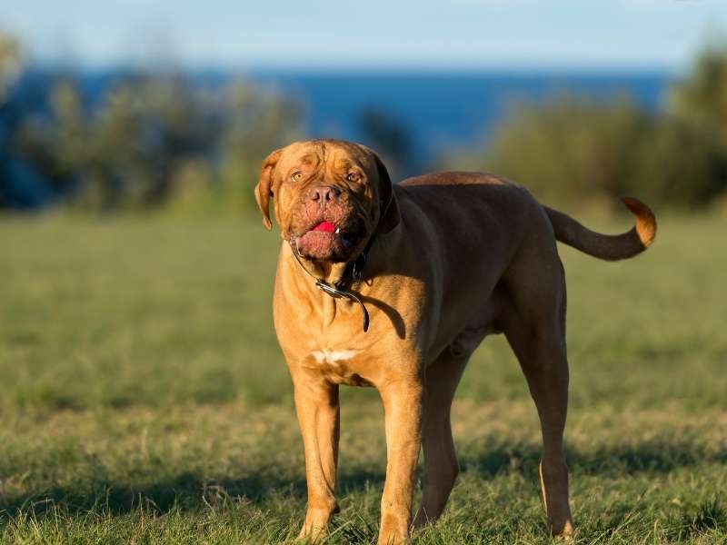 Bordeauxdogge 22 Bordeauxdogge kaufen