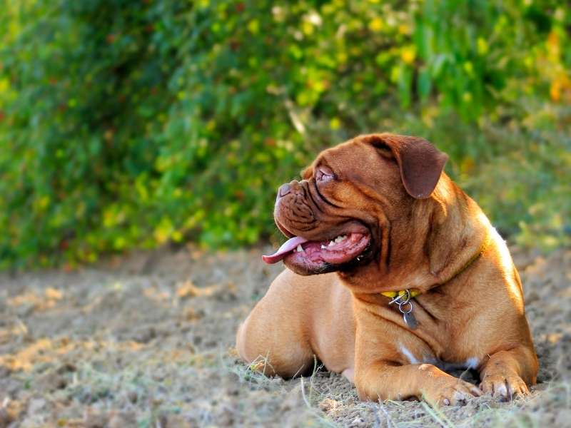 Bordeauxdogge 20 Bordeauxdogge Kosten