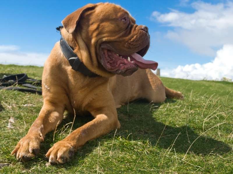 Bordeauxdogge 21 Bordeauxdogge welpen