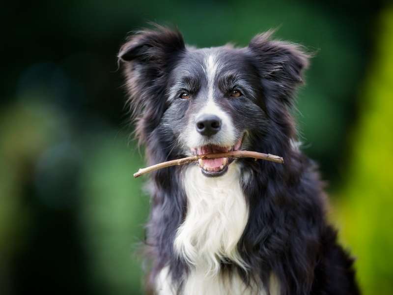 Border Collie erziehung