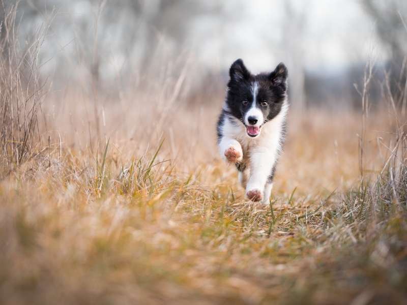 Border Collie größe