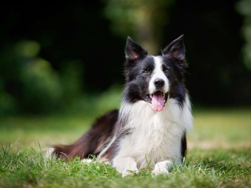 Border Collie Wesen