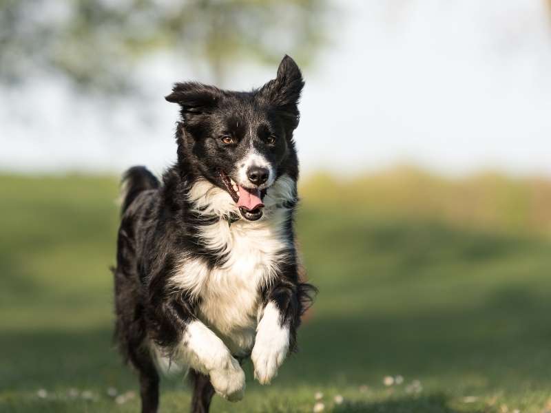 Border Collie welpen