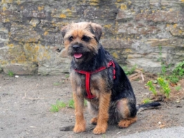 Border Terrier charakter