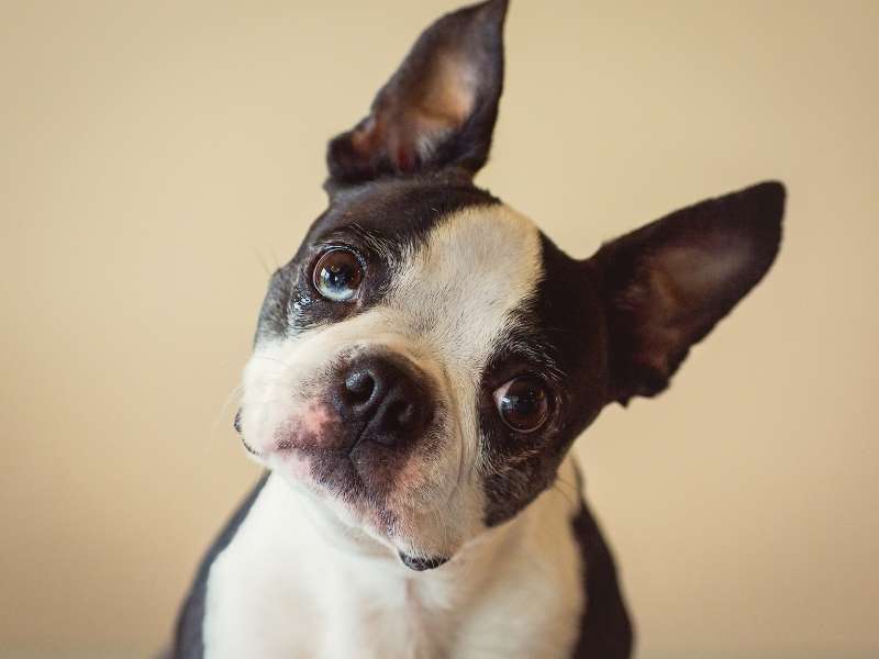 Boston Terrier 20 Boston Terrier erziehung
