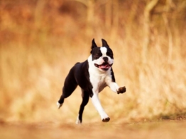 Boston Terrier größe