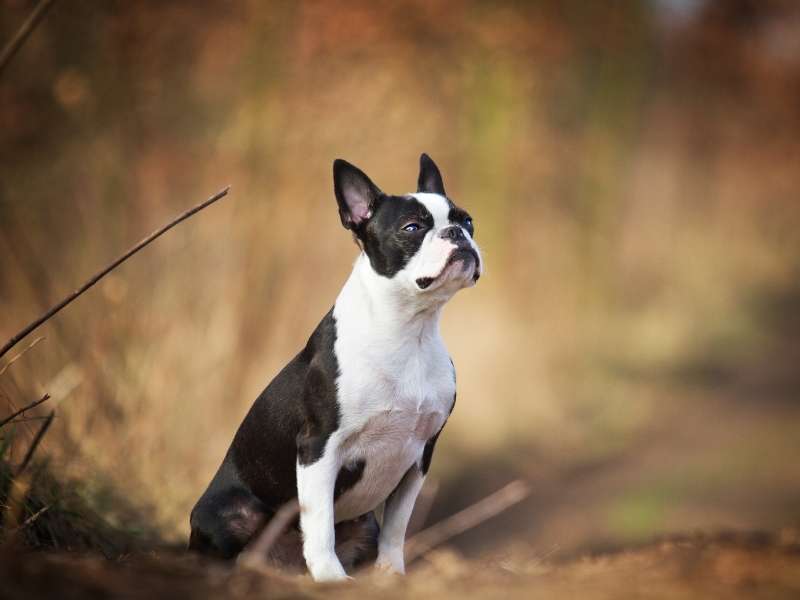 Hunde mit langen Ohren Boston Terrier Boston Terrier kaufen