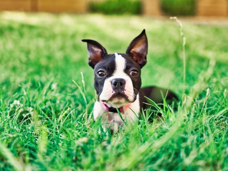 Boston Terrier 21 Boston Terrier welpen