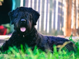 Bouvier Des Flandres kaufen