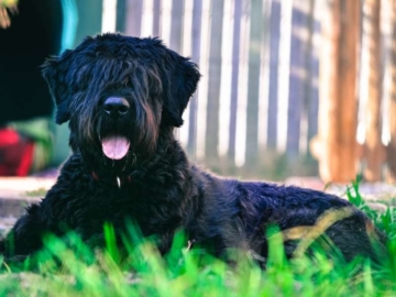 Bouvier Des Flandres kaufen