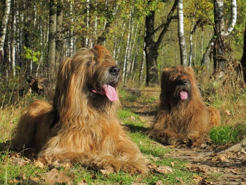 Briard 22 Briard (Berger de Brie) charakter