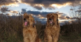 Briard (Berger de Brie) erziehung