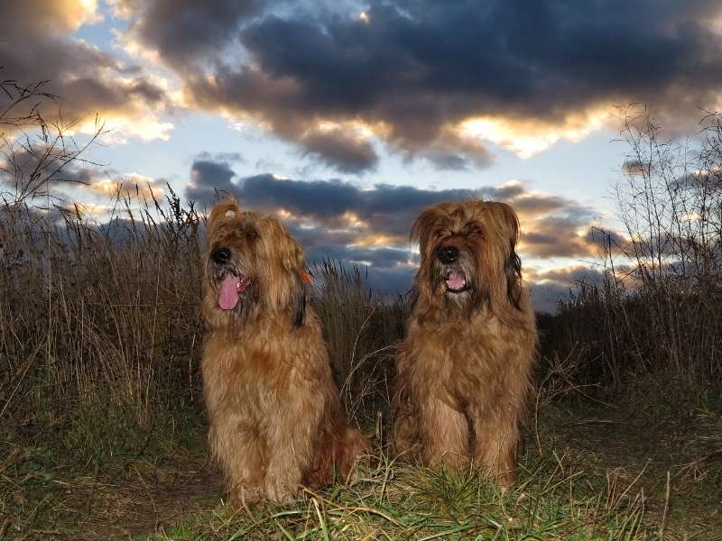 Briard (Berger de Brie) erziehung