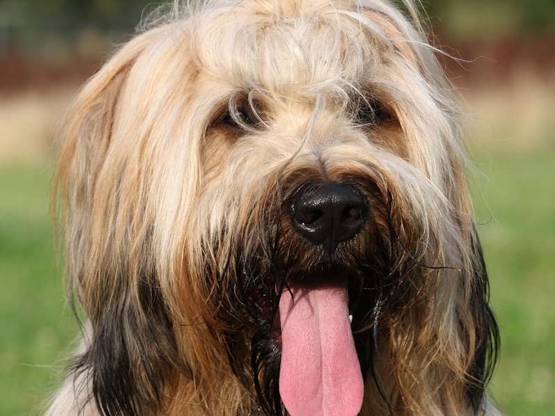 Briard 19 Briard (Berger de Brie) größe
