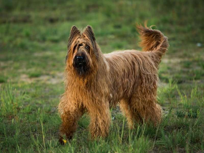 Briard 20 Briard (Berger de Brie) welpen