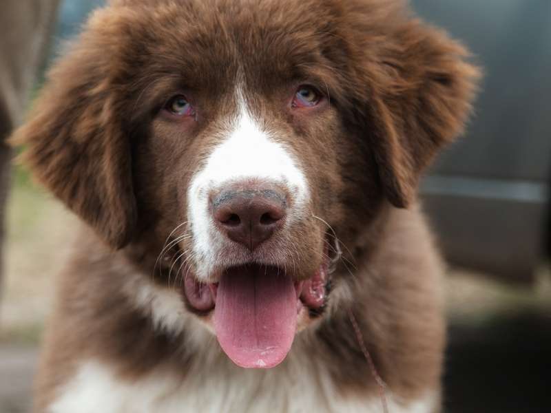 Bulgarischer Schäferhund 19 Bulgarischer Schäferhund charakter