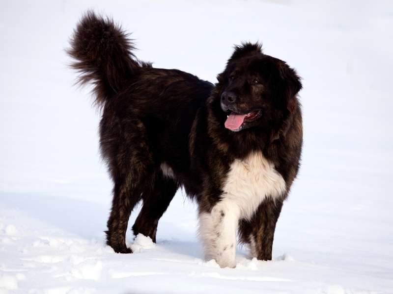 Bulgarischer Schäferhund 21 Bulgarischer Schäferhund kaufen